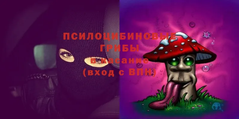 Псилоцибиновые грибы Psilocybine cubensis  Билибино 